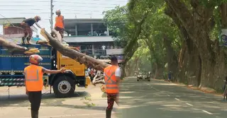যশোরের শতবর্ষী গাছগুলো এখন মৃত্যুফাঁদ!